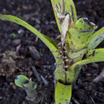 Aechmea Nidicaulis Var Niducaulis